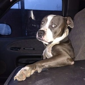 Meet your Posher, Frank